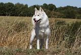 SIBERIAN HUSKY 527